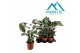Ctenanthe setosa 