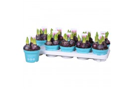 Hyacinthus orientalis pink pearl roze 3pp diamond collection