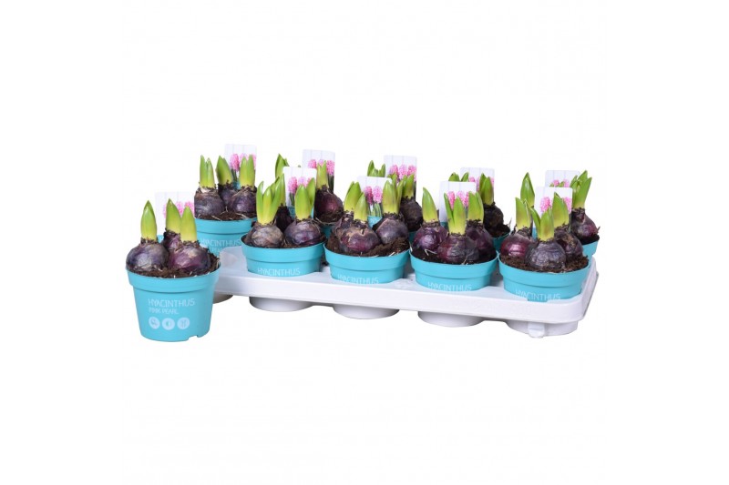 Hyacinthus orientalis pink pearl roze 3pp diamond collection 