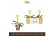 Paphiopedilum Wit - 1 bloem 