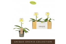 Paphiopedilum Wit - 1 bloem