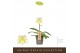 Paphiopedilum Wit - 1 bloem 