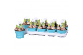 Hyacinthus orientalis white pearl wit 3pp diamond collection