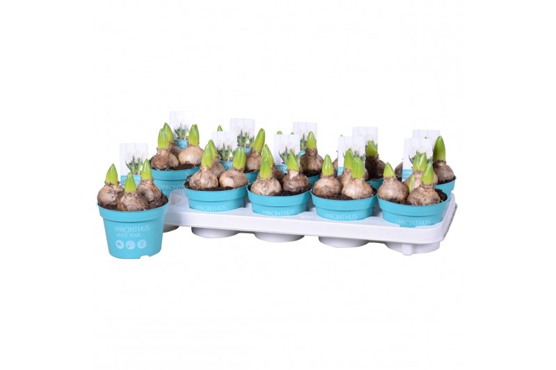 Hyacinthus orientalis white pearl wit 3pp diamond collection 
