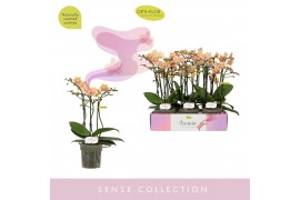 Phalaenopsis multiflora geel Aromio Spicy 3 spike