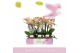 Phalaenopsis multiflora geel Aromio Spicy 3 spike 