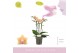 Phalaenopsis multiflora geel Aromio Spicy 3 spike 