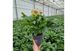Helleborus orientalis VIV - Dubbelbloemig