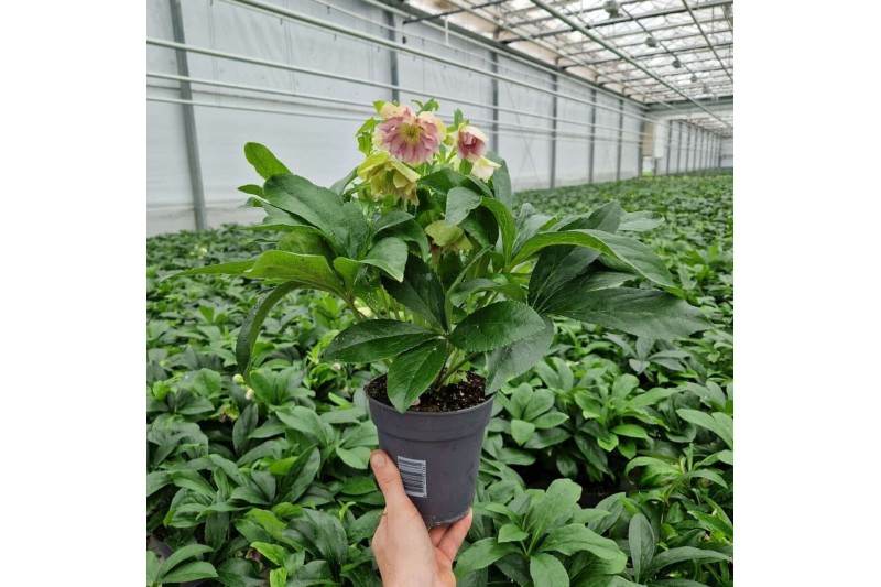 Helleborus orientalis VIV - Dubbelbloemig 