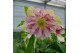 Helleborus orientalis VIV - Dubbelbloemig 