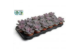 Echeveria perle von nurnberg Perle van Nurnberg