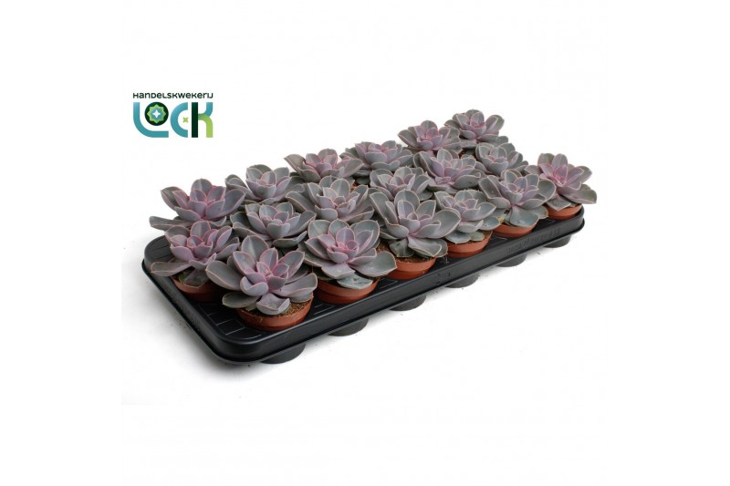 Echeveria perle von nurnberg Perle van Nurnberg 
