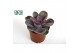 Echeveria perle von nurnberg Perle van Nurnberg 
