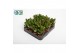 Crassula ovata Argentea 