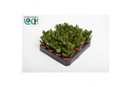 Crassula ovata Argentea