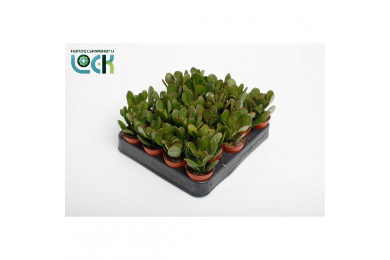 Crassula ovata Argentea 