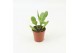 Crassula ovata Argentea 
