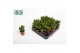 Crassula ovata Argentea 