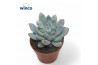Echeveria Yummie