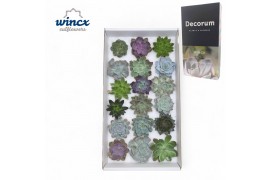 Echeveria snij Echeveria Mix (wincx) Cutfl (18spc.) 999