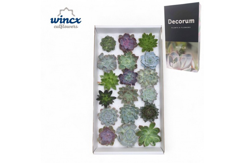 Echeveria snij Echeveria Mix (wincx) Cutfl (18spc.) 999 Echeveria snij Echeveria Mix (wincx) Cutfl (18spc.) 999