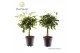 Schefflera arboricola mix op stam (gold capella & compacta) decorum 