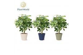 Schefflera arboricola gold capella op stam in coco black & white decor