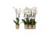 Phalaenopsis white world 3 tak - 18+ bloemen goud keramiek 
