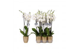 Phalaenopsis white world 3 tak - 18+ bloemen goud keramiek