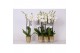 Phalaenopsis white world 3 tak - 18+ bloemen goud keramiek 