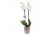 Phalaenopsis white world 2 tak - 16+ bloemen champagne keramiek 