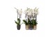 Phalaenopsis white world 3 tak - 18+ bloemen mix keramiek 