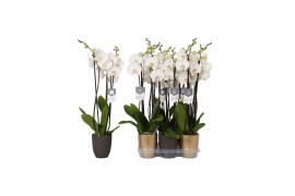 Phalaenopsis white world 3 tak - 18+ bloemen mix keramiek