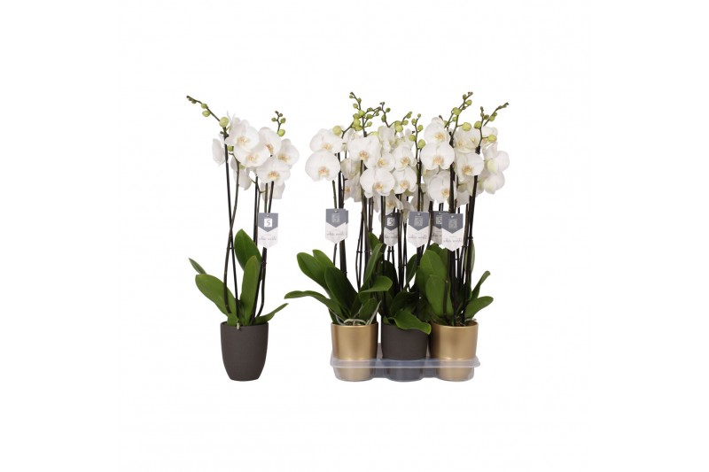 Phalaenopsis white world 3 tak - 18+ bloemen mix keramiek 