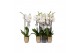 Phalaenopsis white world 3 tak - 18+ bloemen mix keramiek 