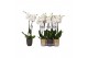 Phalaenopsis white world 2 tak - 14+ bloemen mix keramiek 