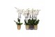 Phalaenopsis white world 2 tak - 14+ bloemen mix keramiek 