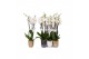 Phalaenopsis white world 3 tak - 18+ bloemen mix keramiek 