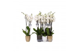 Phalaenopsis white world 3 tak - 18+ bloemen mix keramiek