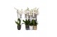 Phalaenopsis white world 3 tak - 18+ bloemen mix keramiek 