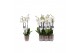 Phalaenopsis white world 3 tak - 18+ bloemen champagne keramiek 