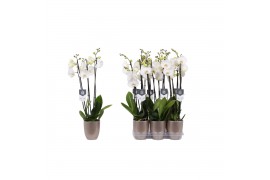 Phalaenopsis white world 3 tak - 18+ bloemen champagne keramiek