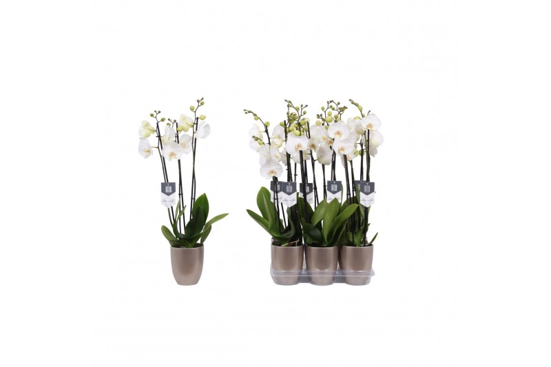 Phalaenopsis white world 3 tak - 18+ bloemen champagne keramiek 