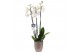 Phalaenopsis white world 3 tak - 18+ bloemen champagne keramiek 