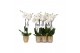 Phalaenopsis white world 2 tak - 14+ bloemen goud keramiek 