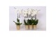 Phalaenopsis white world 2 tak - 14+ bloemen goud keramiek 