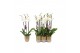 Phalaenopsis anthura madrid 3 tak - 22+ bloemen goud keramiek 