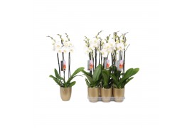 Phalaenopsis anthura madrid 3 tak - 22+ bloemen goud keramiek