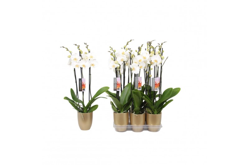Phalaenopsis anthura madrid 3 tak - 22+ bloemen goud keramiek Phalaenopsis anthura madrid 3 tak - 22+ bloemen goud keramiek