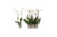 Phalaenopsis anthura madrid 2 tak - 18+ bloemen champagne keramiek 